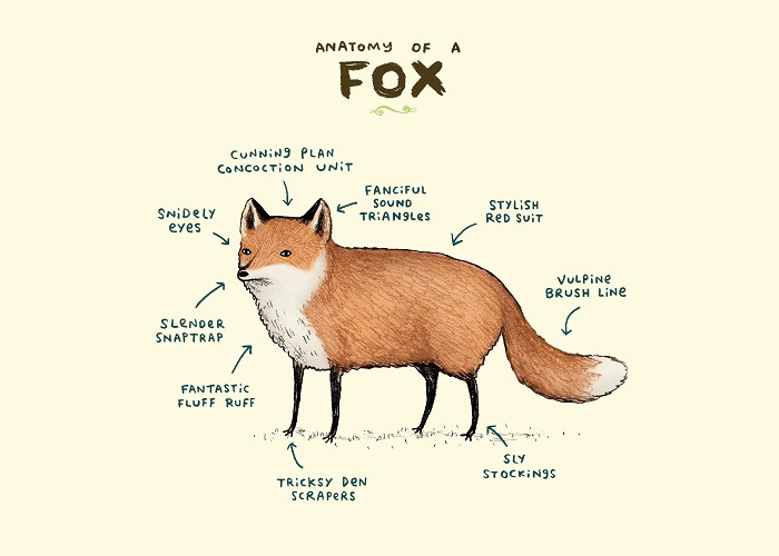 fox anatomy