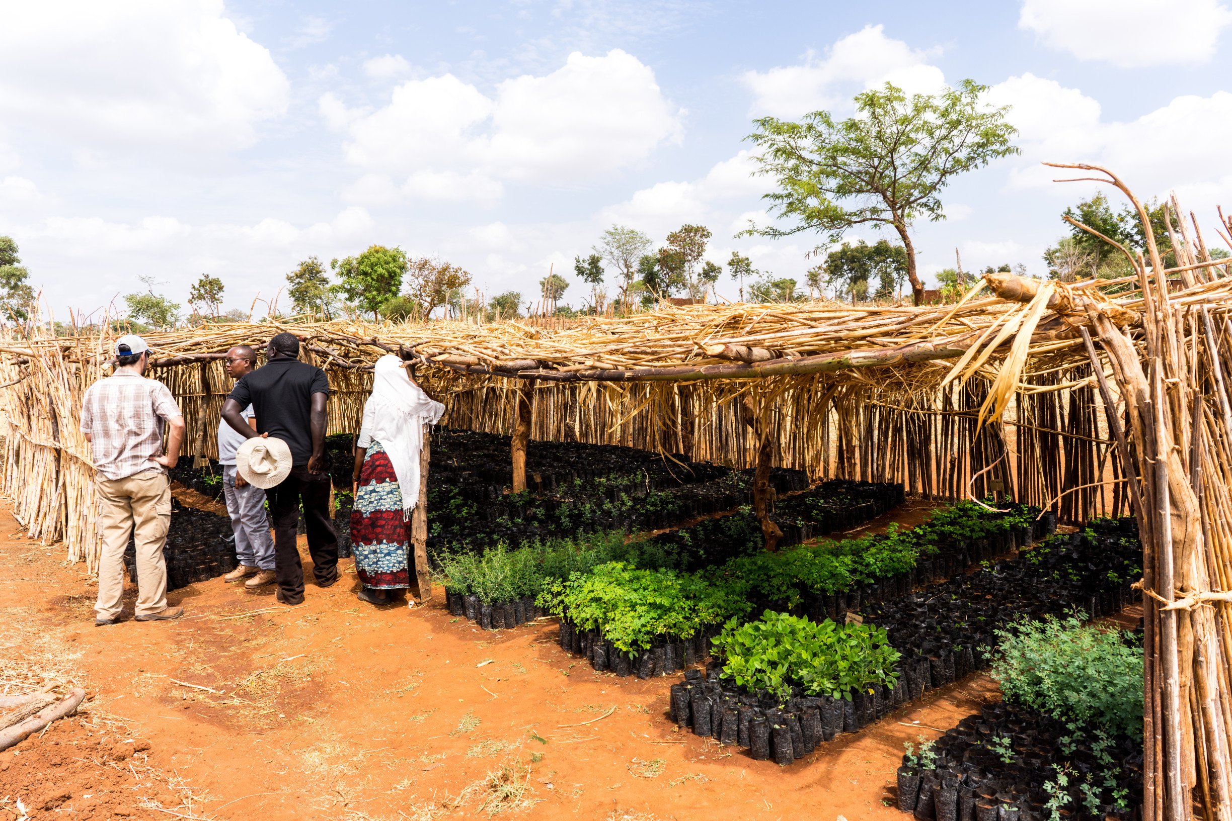 two-million-trees-planted-displate-tanzania-trees-for-the-future