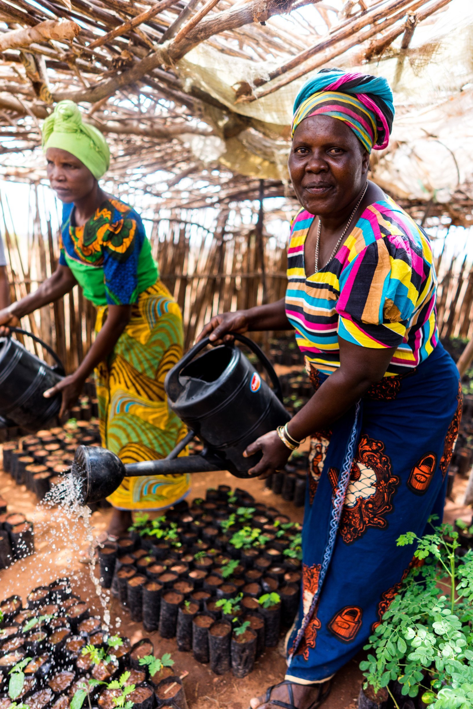 two-million-trees-planted-displate-tanzania-trees-for-the-future