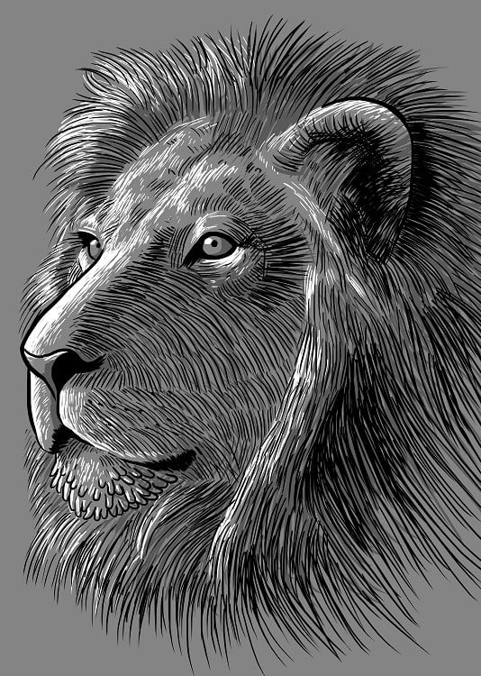 bw lion poster