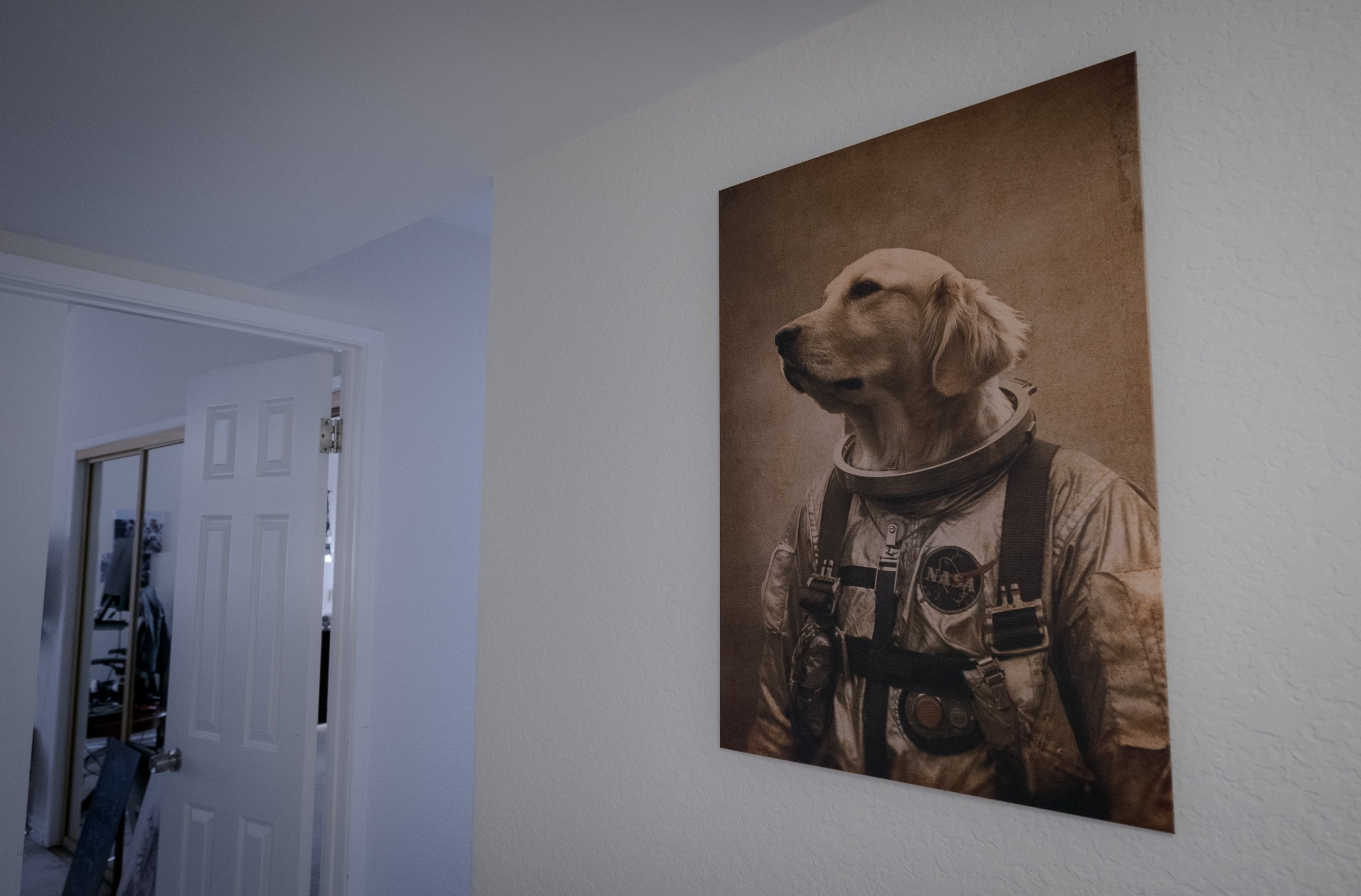 dog poster