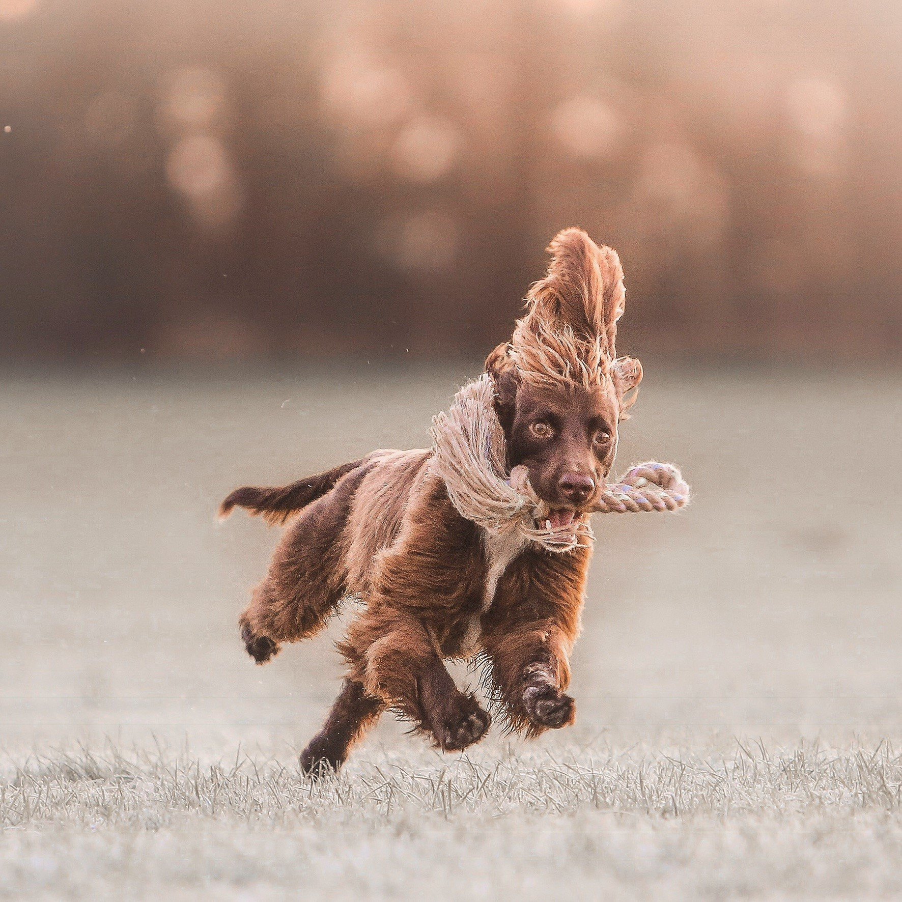 Maximus running