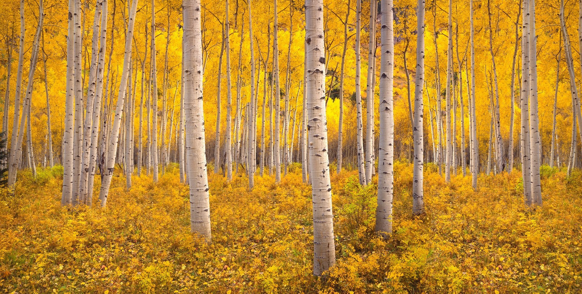 autumn-aspen-tree-forest-in-the-rocky-mountains