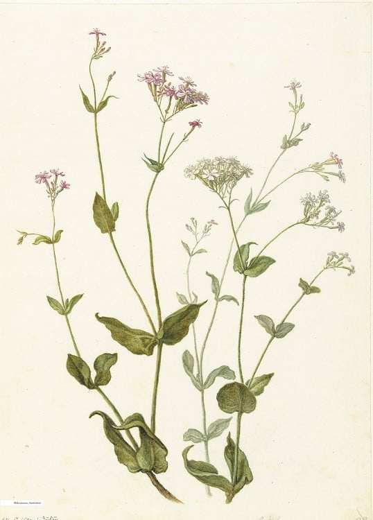 minimal botanical poster