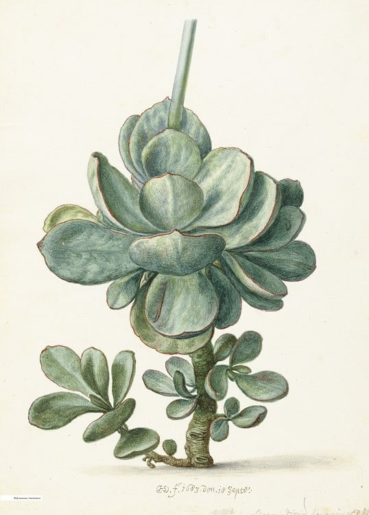 minimal botanical poster