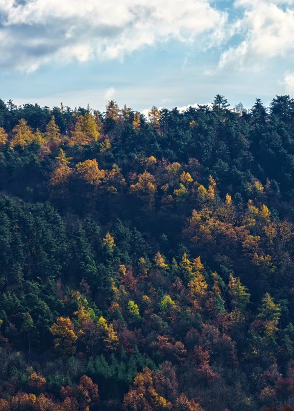 landscape-autumn-fall-leaves-colours-colors-trees-forest-landscape-season-sky-clouds