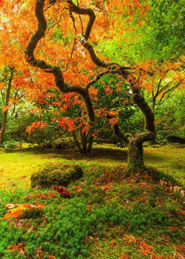 landscape-portland-autumn-japanese-maple-tree