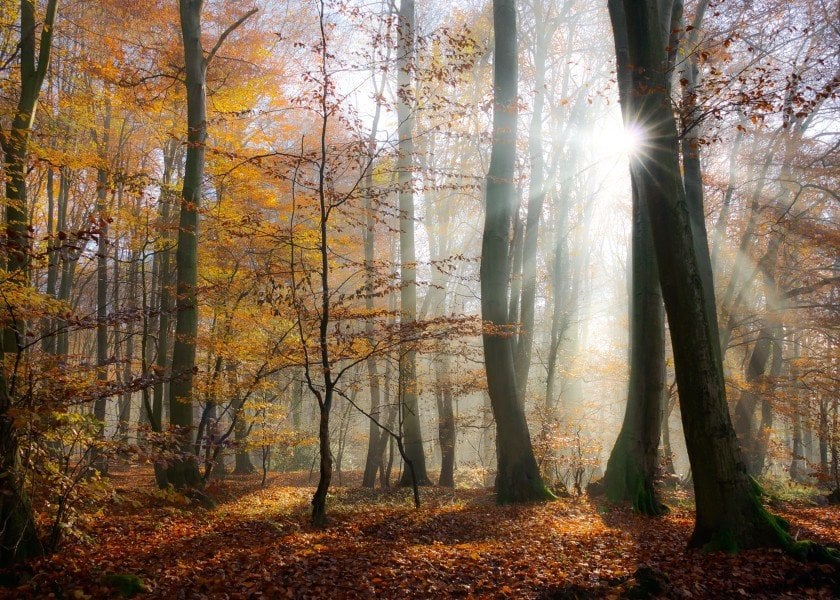 landscape-sunbeams-rays-fog-forest-sunlight-brown-orange-mystery-beech-autumn