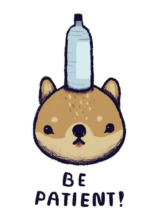 patient shiba inu