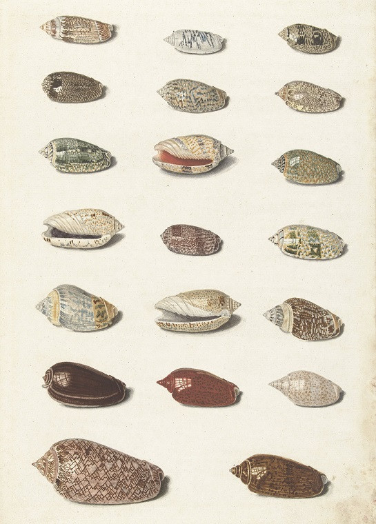seashells vintage illustration