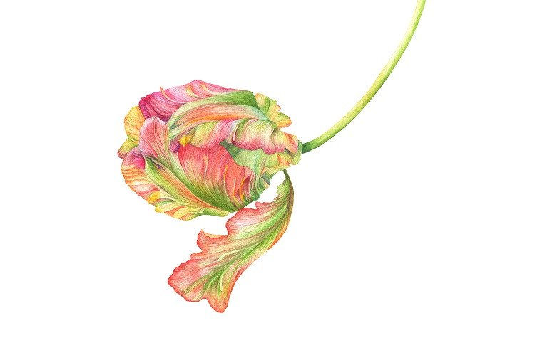 watercolor tulip