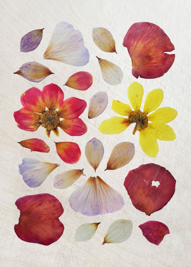 Dried Flowers Poster by Marta Te Tecza