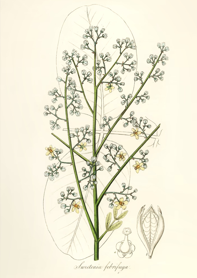 Antique Essence - Sweetenia febrifuga Botanical Illustration