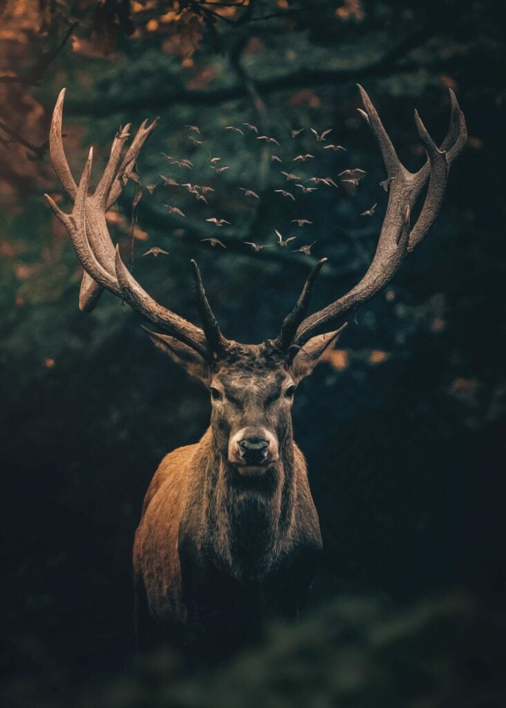 The Moody Deer
